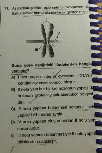 11. Aşağıdaki şekilde eşlenmiş bir kromozom ile
ilgili kısımlar numaralandırılarak gösterilmiştir.
IV
I3D
Buna göre aşağıdaki ifadelerden hangis
vanlıştır?
A) I nolu yapılar interfaz evresinde DNA'nın
kendini eşlemesi sonucu oluşur.
B) Il nolu yapı her bir