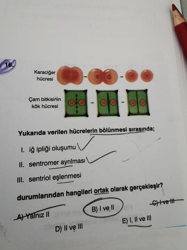 Yukarıda verilen hücrelerin bölünmesi sırasında;
I. iğ ipliği oluşumu
II. sentromer ayrılması
III. sentriol eşlenmesi
durumlarından hangileri ortak olarak gerçekleşir?
A) Yalnız I B) I ve II C) I ve III D) II ve II E) I, II ve III