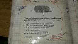 to
D) I ve III.
E) I, Il ve II.
ViSh
R
Yukarıda şematize edilen organelin harflendirilmiş
KISImları ile ilgili;
I. P, zarsız bir organel olan ribozomdur.
11.R, solunum enzimlerini taşıyan kristadır.
III. S, hücrenin kalıtım materyalidir.
IV. T, matriks sIVIsidır.
verilenlerden hangileri yanlıştır?
A) Yalnız III.
B) Yalnız IV.
C) II ve IlI
D)Ive IV.
E) III ve IV.
