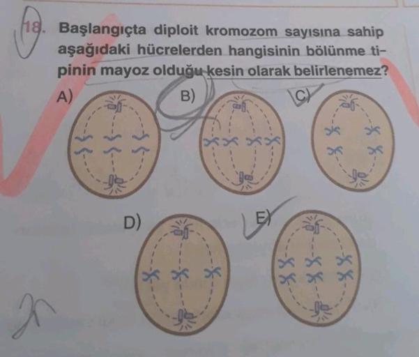 18. Başlangıçta diploit kromozom sayısına sahip
aşağıdaki hücrelerden hangisinin bölünme ti-
pinin mayoz olduğu kesin olarak belirlenemez?
A)
B)
D)