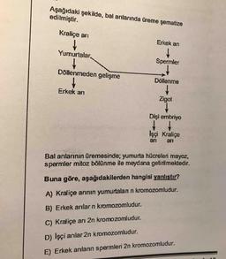 Aşağıdaki şekilde, bal arılarında üreme şematize edilmiştir.
Bal arılarının üremesinde; yumurta hücreleri mayoz, spermler mitoz bölünme ile meydana getirilmektedir.
Buna göre, aşağıdakilerden hangisi yanlıştır?
A) Kraliçe arının yumurtaları n kromozomludur.
B) Erkek arılar n kromozomludur.
C) Kraliçe arı 2n kromozomludur.
D) İşçi arılar 2n kromozomludur.
E) Erkek arıların spermleri 2n kromozomludur.