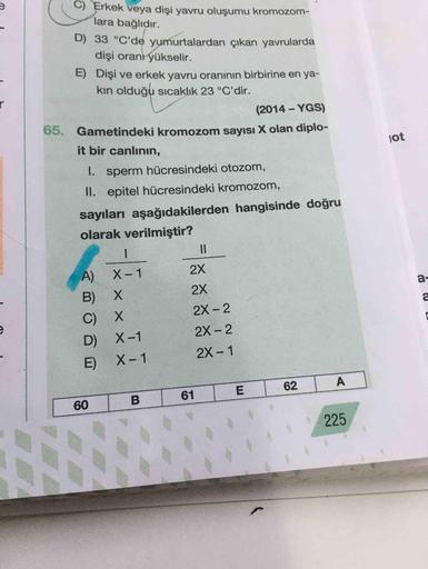 C) Erkek veya dişi yavru oluşumu kromozom-
lara bağlıdır.
D) 33 °C'de yumurtalardan çıkan yavrularda
dişi orani yükselir.
E) Dişi ve erkek yavru oranının birbirine en ya-
kın olduğu sıcaklık 23 °C'dir.
r
(2014-YGS)
65. Gametindeki kromozom sayısı X olan di