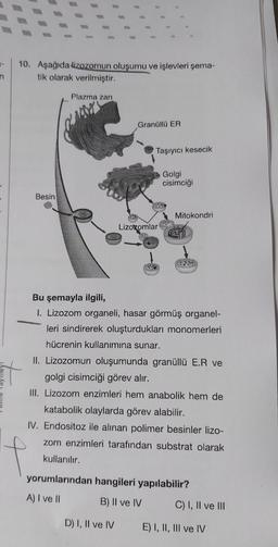 10. Aşağıda lizozomun oluşumu ve işlevleri şema-
tik olarak verilmiştir.
Plazma zarı
Granüllü ER
Taşıyıcı kesecik
Golgi
cisimciği
Besin
Mitokondri
Lizoromlar
Bu şemayla ilgili,
I. Lizozom organeli, hasar görmüş organel-
leri sindirerek oluşturdukları monomerleri
hücrenin kullanımına sunar.
II. Lizozomun oluşumunda granüllü E.R ve
golgi cisimciği görev alır.
III. Lizozom enzimleri hem anabolik hem de
katabolik olaylarda görev alabilir.
IV. Endositoz ile alınan polimer besinler lizo-
zom enzimleri tarafından substrat olarak
kullanılır.
yorumlarından hangileri yapılabilir?
A) I ve II
B) |l ve IV
C) I, Il ve III
D) I, Il ve IV
E) I, II, III ve IV