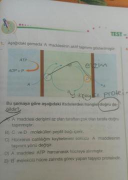 ...
TEST
1. Aşağıdaki şemada A maddesinin aktif taşınımı gösterimiştir
ATP
ADP+ P
C.
D.
puk prolei
Bu şemaya göre aşağıdaki ifadelerden hangis doğru de-
ğildir?
A maddesi derişimi az olan taraftan çok olan tarafa doğru
taşınmıştır.
B) C ve D molekülleri peptit bağı içerir.
C) Hücrenin canlılığını kaybetmesi sonucu A maddesinin
taşınım yönü değişir.
D) A maddesi ATP harcanarak hücreye alinmıştır.
EB molekülü hücre zarında görev yapan taşıyıcı proteindir.