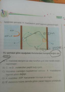 ...
TEST
1. Aşağıdaki şemada A maddesinin aktif taşınımı gösterimiştir
ATP
ADP+ P
C.
D.
puk prolei
Bu şemaya göre aşağıdaki ifadelerden hangis doğru de-
ğildir?
A maddesi derişimi az olan taraftan çok olan tarafa doğru
taşınmıştır.
B) C ve D molekülleri peptit bağı içerir.
C) Hücrenin canlılığını kaybetmesi sonucu A maddesinin
taşınım yönü değişir.
D) A maddesi ATP harcanarak hücreye alinmıştır.
EB molekülü hücre zarında görev yapan taşıyıcı proteindir.
