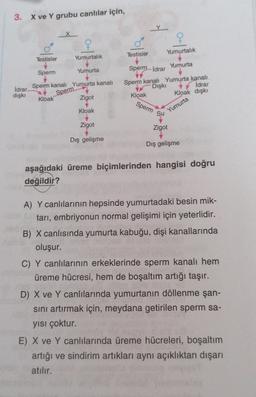 3. X ve Y grubu canlılar için,
Y.
Testisler
Yumurtalık
Testisler
Yumurtalık
Sperm idrar
Yumurta
Sperm
Yumurta
İdrar Sperm kanalı Yumurta kanalı
dışkı
Sperm kanalı Yumurta kanalı.
İdrar
Dışkı
Sperm
Kloak
Zigot
Kloak
Kloak dışkı
Sperm su
Kloak
Yumurta
Zigot
Zigot
Dış gelişme
Dış gelişme
aşağıdaki üreme biçimlerinden hangisi doğru
değildir?
A) Y canlılarının hepsinde yumurtadaki besin mik-
tarı, embriyonun normal gelişimi için yeterlidir.
B) X canlısında yumurta kabuğu, dişi kanallarında
oluşur.
C) Y canlılarının erkeklerinde sperm kanalı hem
üreme hücresi, hem de boşaltım artığı taşır.
D) X ve Y canlılarında yumurtanın döllenme şan-
sını artırmak için, meydana getirilen sperm sa-
yısı çoktur.
E) X ve Y canlılarında üreme hücreleri, boşaltım
artığı ve sindirim artıkları aynı açıklıktan dışarı
atılır.
