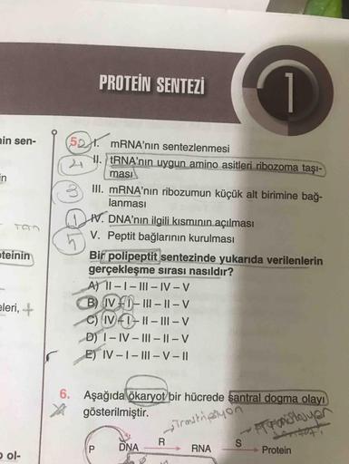 PROTEİN SENTEZİ
1
ain sen-
521. MRNA'nın sentezlenmesi
24
HI. } tRNA'nın uygun amino asitleri ribozoma taşı-
ması
in
III. MRNA'nın ribozumun küçük alt birimine bağ-
lanması
V. DNA'nın ilgili kısmının açılması
V. Peptit bağlarının kurulması
oteinin
Bif poli