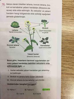 12. Sebze olarak tüketilen lahana, kıvırcık lahana, bro-
itik
koli ve karnabahar yabani hardaldan (Brassica ole-
racea) elde elde edilmiştir. Bu sebzeler ve yabani
hardalın hangi bölgesinde elde edildiği aşağıdaki
şemada gösterilmiştir.
Brokoli
Lahana
Yaprak tomucukları
Çiçek tomucukları
ve gövde
Kıvırcık lahana
Karnabahar
Yapraklar
Çiçek tomurcukları
Yabani hardal
(Brassica oleracea)
Buna göre, insanların tarımsal uygulamaları so-
nucu yabani hardaldan belirtilen sebzelerin elde
edilmesiyle ilgili,
I. Verilen sebzeler yabani hardaldan gen aktarımıy-
la üretilmiştir.
II. Brokoli ve lahana farklı türden bitkilerdir.
III. KIvircık lahana ile karnabahar aynı türdür.
ifadelerinden hangileri yanlıştır?
A) Yalnız I
B) Yalnız II
C) I ve II
D) I ve III
E) Il ve II