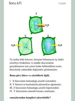 Soru 67)
2 puan
H,0
Vacucle
H,0
H,0
Üç özdeş bitki hücresi, derişimi bilinmeyen üç farklı
çözeltiye bırakılmış ve madde alışverişinin
gerçekleşmesi için yeteri kadar beklendikten sonra
hücrelerde yukarıdaki değişimler gözlenmiştir.
Buna göre hücre ve çözeltilerle ilgili,
I. X hücresinin bulunduğu çözelti izotoniktir.
II. Y hücresi su kaybederek plazmolize uğramıştır.
III. Z hücresinin bulunduğu çözelti hipertoniktir.
IV. Y hücresinin ozmotik basıncı azalmıştır.
sonuçlarından hangileri çıkarılabilir?