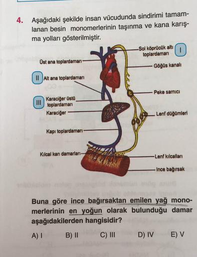 4. Aşağıdaki şekilde insan vücudunda sindirimi tamam-
lanan besin monomerlerinin taşınma ve kana karış-
ma yolları gösterilmiştir.
Sol köprücük altı
toplardamarı
Üst ana toplardamarı
Göğüs kanalı
Il Alt ana toplardamarı
Peke sarnıcı
Karaciğer üstü
II
topla