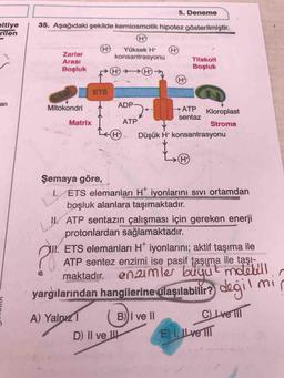 5. Deneme
35. Aşağıdaki şekilde kemiosmotik hipotez gösterilmiştir.
eltiye
rilen
H)
konsantrasyonu
Yüksek H*
Zarlar
Arası
Tilakoit
Boşluk
H→→(H
Boşluk
GLETES
Mitokondri
ETS
an
ADP
ATP
Kloroplast
sentaz
Matrix
ATP
Stroma
Düşük H* konsantrasyonu
(H)
Şemaya göre,
I. ETS elemanları H* iyonlarını sıvi ortamdan
boşluk alanlara taşımaktadır.
IW. ATP sentazın çalışması için gereken enerji
protonlardan sağlamaktadır.
I. ETS elemànlari H" iyonlarını; aktif taşıma ile
ATP sentez enzimi ise pasif taşıma ile taşı-
enzimler büyu
t moletill
maktadır.
yargılarından hangilerine ulaşılabilir?) değil mi
C) Lve TI
EI, ILve
A) Yalpız1
B)I ve II
D) II ve I
