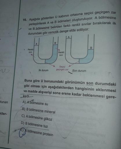 16. Aşağıda gösterilen U kabının ortasına seçici geçirgen zar
yerleştirilerek A ve B bölmeleri oluşturuluyor. A bölmesine
ve B bölmesine belirtilen farklı renkli sıvılar bırakılarak ilk
durumdaki gibi osmotik denge elde ediliyor.
U-LU
B
Renkli
Renkli
SIVI
