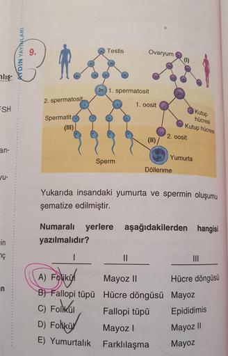Testis
Ovaryum
nlış
2n 1. spermatosit
2. spermatosit
1. oosit
FSH
Kutup
hücresi
Spermatit
(III)
Kutup hücresi
2. 0osit
(II)
an-
Yumurta
Sperm
Döllenme
/u-
Yukarıda insandaki yumurta ve spermin oluşumu
şematize edilmiştir.
Numaralı yerlere aşağıdakilerden h