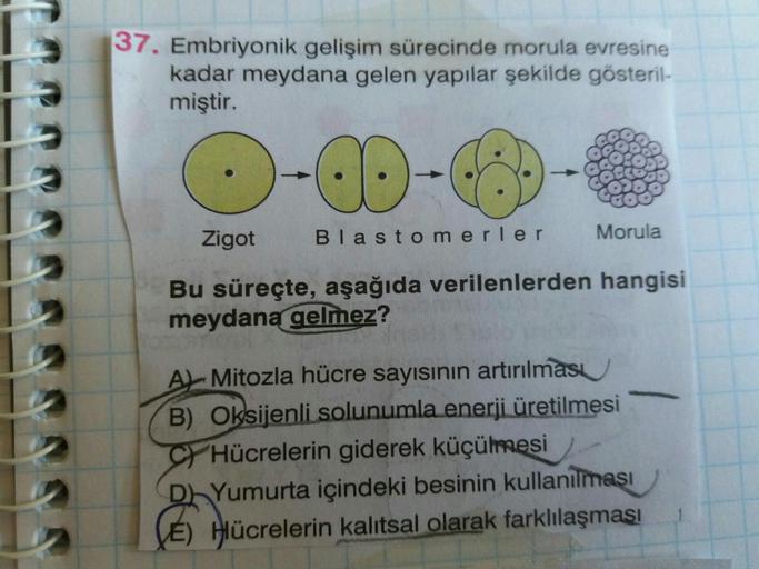 37. Embriyonik gelişim sürecinde morula evresine
kadar meydana gelen yapılar şekilde gösteril-
miştir.
Zigot Blastomerler
Morula
Bu süreçte, aşağıda verilenlerden hangisi
meydana gelmez?
AL Mitozla hücre sayısının artırılması
B) Oksijenli solunumla enerji
