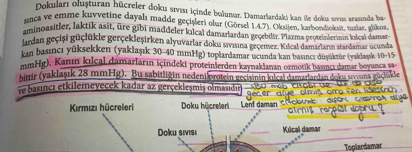 Dokuları oluşturan hücreler doku sIvisi içinde bulunur. Damarlardaki kan ile doku sıvisı arasında ba-
sınca ve emme kuvvetine dayalı madde geçişleri olur (Görsel 1.4.7). Oksijen, karbondioksit, tuzlar, glikoz,
aminoasitler, laktik asit, üre gibi maddeler k