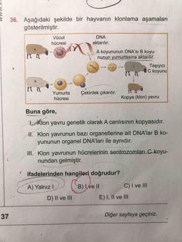 36. Aşağıdaki şekilde bir hayvanın klonlama aşamaları
gösterilmiştir.
Vücut
DNA
hücresi
aktarılır.
A
A koyununun DNA'sı B koyu-
nunun yumurtasına aktarılır.
Taşıyıcı
C koyunu
B
Yumurta
Çekirdek çıkarılır.
hücresi
Kopya (klon) yavru
Buna göre,
|. Klon yavru genetik olarak A canlısının kopyasıdır.
II. Klon yavrunun bazı organellerine ait DNA'lar B ko-
yununun organel DNA'ları ile aynıdır.
II. - Klon yavrunun hücrelerinin sentrozomları C koyu-
nundan gelmiştir.
ifadelerinden hangileri doğrudur?
A) Yalnız I
B)I ve II
C)I ve II
D) II ve II
E) I, Il ve III
37
Diğer sayfaya geçiniz.
