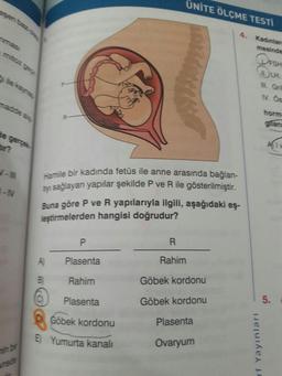 ÜNİTE ÖLÇME TESTİ
esen baziola
4.
Kadınlare
mesinde
DFSH
LH,
ması
. Gn
da6 zoy
IN. Os
ile kaynay
horm
madde al
gilan
de gerçek-
r?
Hamile bir kadında fetüs ile anne arasında bağlan-
TVI sağlayan yapılar şekilde P ve R ile gösterilmiştir.
W-I
Buna göre P ve R yapılarıyla ilgili, aşağıdaki eş-
leştirmelerden hangisi doğrudur?
1-IV
P.
Rahim
A)
Plasenta
Göbek kordonu
B)
Rahim
5.
Göbek kordonu
Plasenta
Plasenta
Göbek kordonu
Ovaryum
E) Yumurta kanalı
hin bir
arede
159
Tf Yayınları