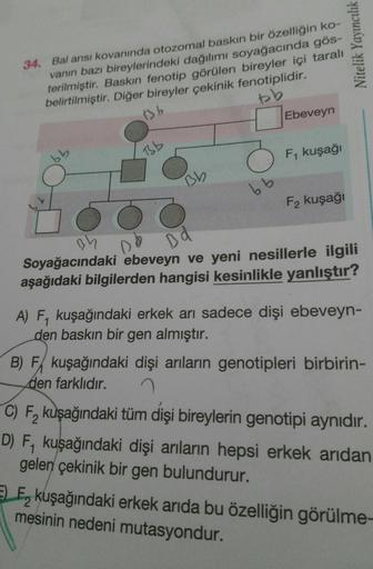 34. Bal arısı kovanında otozomal baskın bir özelliğin ko-
vanın bazı bireylerindeki dağılımı soyağacında gös-
terilmiştir. Baskın fenotip görülen bireyler içi taralı
belirtilmiştir. Diğer bireyler çekinik fenotiplidir.
Bb
Ebeveyn
19
TSb
F, kuşağı
Bb
99
F2