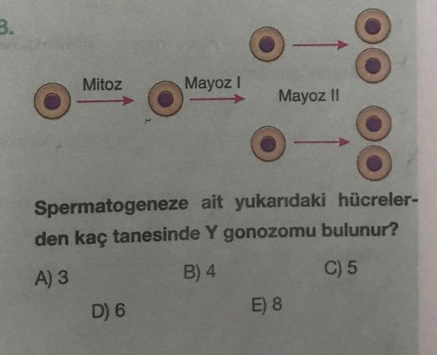 B.
Mitoz
Mayoz I
Mayoz II
Spermatogeneze ait yukarıdaki hücreler-
den kaç tanesinde Y gonozomu bulunur?
A) 3
B) 4
C) 5
D) 6
E) 8