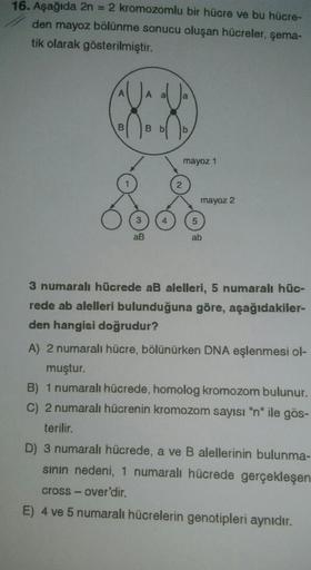 16. Aşağıda 2n = 2 kromozomlu bir hücre ve bu hücre-
den mayoz bölünme sonucu oluşan hücreler, şema-
tik olarak gösterilmiştir.
A
B b
mayoz 1
2
mayoz 2
3
aB
ab
3 numaralı hücrede aB alelleri, 5 numaralı hüc-
rede ab alelleri bulunduğuna göre, aşağıdakiler-