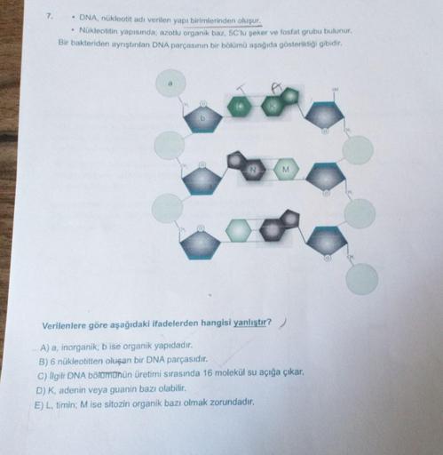 7.
• DNA, nükleotit adı verilen yapı birimlerinden oluşur.
Nükleotitin yapısında; azotlu organik baz, 5C'lu şeker ve fosfat grubu bulunur.
Bir bakteriden ayrıştınılan DNA parçasının bir bölümü aşağıda gösterildiği gibidir.
M
Verilenlere göre aşağıdaki ifad