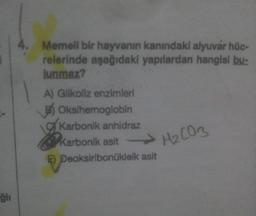 Memel bir hayvanın kanındaki alyuvar hüc-
relerinde aşağıdaki yapılardan hangisi bu-
lunmaz?
A) Glikoliz enzimleri
EOksihemoglobin
Karbonik anhidraz
->
Karbonik asit 03
E Deaksiribonükleik asit
ğlı