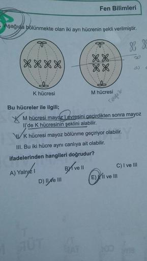 Fen Bilimleri
Aşağıda bölünmekte olan iki ayrı hücrenin şekli verilmiştir.
8XXX
XX
XX
K hücresi
M hücresi
Bu hücreler ile ilgili;
Teofe
M hücresi mayoz Levresini gecirdikten sonra mayoz
Il'de K hücresinin şeklini alabilir.
WK hücresi mayoz bölünme geçiriyo