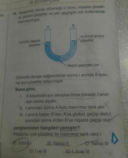 BI
18. Aşağıdaki deney düzeneği U boru, nişasta çözelti-
sl. glukoz çözeltisi ve yarı geçirgen zar kullanılarak
ra-
hazırlanmıştır.
%20'lik nişasta
çözeltisi
%10'luk glukoz
çözeltisi
Seçici-geçirgen zar
Ozmotik denge sağlandıktan sonra t anında B kolu-
na iyot çözeltisi eklenmiştir.
Buna göre,
1. A kolundaki SIVI seviyesi önce yükselir, t anın-
dan sonra alçalır.
II. tanından sonra A kolu mavi-mor renk alır.
III. t anına kadar B'den A'ya glukoz geçişi olur, t
anından sonra A'dan B'ye nişasta geçişi olur.
yargılarından hangileri yanlıştır?
(Nişasta, iyot çözeltisi ile mavi-mor renk verir.)
A Yalnız I
B) Yalnız II
e Yalnız III
D) I ve II
E l ve lII