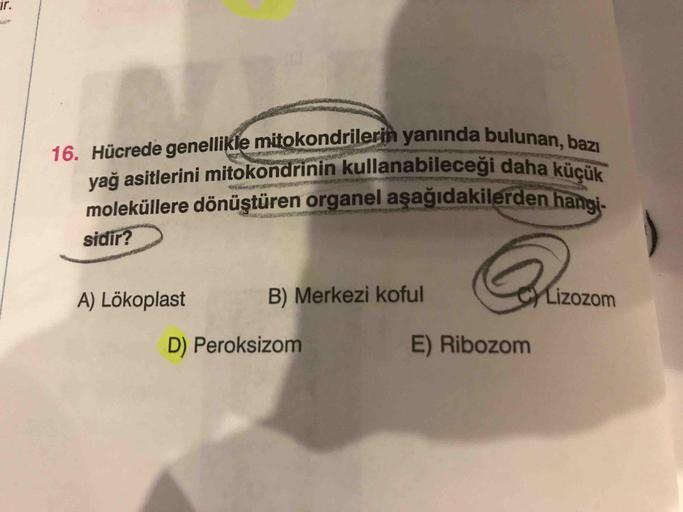 ir.
sidir?
A) Lökoplast
B) Merkezi koful
Lizozom
D) Peroksizom
E) Ribozom
16. Hücrede genellikle mitokondrilerin yanında bulunan, bazı
yağ asitlerini mitokondrinin kullanabileceği daha küçük
moleküllere dönüştüren organel aşağıdakilerden hangi-