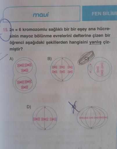 2n = 6 kromozomlu sağlıklı bir bir eşey ana hücresinin mayoz bölünme evrelerini defterine çizen bir öğrenci aşağıdaki şekillerden hangisini yanlış çizmiştir?