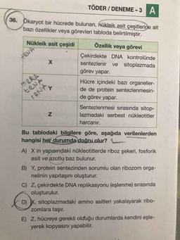 TÖDER / DENEME-3 A
36. Ökaryot bir hücrede bulunan, nükleik asit çeşitlerine ait
bazı özellikler veya görevleri tabloda belirtilmiştir.
Nükleik asit çeşidi
Özellik veya görevi
ARNA
X
Çekirdekte DNA kontrolünde
sentezlenir ve sitoplazmada
görev yapar.
Hücre içindeki bazı organeller-
de de protein sentezlenmesin-
de görev yapar.
Y
MERIA
ERNA
ARNA
N
Sentezlenmesi sırasında sitop-
lazmadaki serbest nükleotitler
harcanır.
Bu tablodaki bilgilere göre, aşağıda verilenlerden
hangisi her durumda doğru olur?
A) X in yapısındaki nükleotitlerde riboz şekeri, fosforik
asit ve azotlu baz bulunur.
B) Y, protein sentezinden sorumlu olan ribozom orga-
nelinin yapıtaşını oluşturur.
C) Z, çekirdekte DNA replikasyonu (eşlenme) sırasında
oluşturulur.
D) X, sitoplazmadaki amino asitleri yakalayarak ribo-
zomlara taşır.
E) Z, hücreye gerekli olduğu durumlarda kendini eşle-
yerek kopyasını yapabilir.