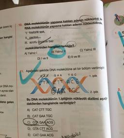 ak üzere üç
1.
C
en hangisi
10. DNA molekülünün yapısına katılan adenin nükleotidi ile
RNA molekülünün yapısına katılan adenin nükleotidinde,
1. fosforik asit,
Il. pentoz,
III. azotlu organik baz
moleküllerinden hangileri farklıdır?
A) Yalnız!
B) Yalnız II
C) Yalnız III
D) I ve II
E) II ve III
r.
GAA
T G C
11. Aşağıdaki şekilde DNA molekülüne ait bir bölüm verilmiştir.
AX
TA CITACO
1. iplik
bir DNA mo-
n aynısı olan
denir.
ORA 1GC
2
.
2. iplik
dana gelen
Bu DNA molekülünün 1.ipliğinin nükleotit dizilimi aşağı
dakilerden hangisinde verilmiştir?
A) CAT CTT TGC
ktari
B) CAT GAA TGC
C) GTA GAA ACG
D) GTA CTT ACG
E) CAT GAA ACG
Zaman
wadoki