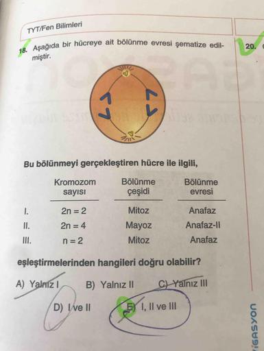 18. Aşağıda bir hücreye ait bölünme evresi şematize edil-
TYT/Fen Bilimleri
20.
miştir.
La
La
Bu bölünmeyi gerçekleştiren hücre ile ilgili,
Kromozom
sayısı
Bölünme
çeşidi
Bölünme
evresi
1.
2n = 2
Mitoz
Anafaz
II.
2n = 4
Mayoz
Anafaz-11
III.
n = 2
Mitoz
Ana