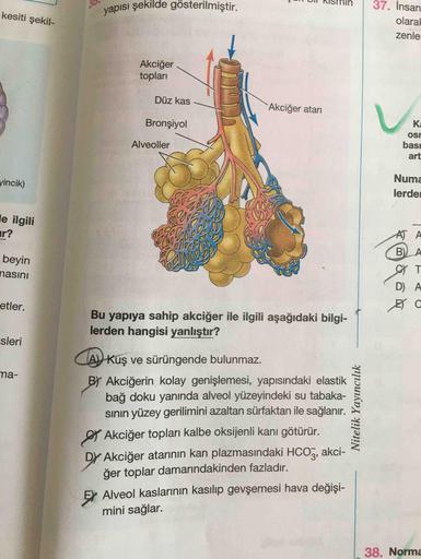 yapısı şekilde gösterilmiştir.
kesiti şekil-
37. Insan
olara!
zenle
Akciğer
topları
Düz kas
Akciğer atari
ve
Bronşiyol
K
osr
bası
art
Alveoller
wincik)
Numa
lerde
le ilgili
ar?
AT A
B) A
beyin
nasını
CYT
D A
e a
etler
Bu yapıya sahip akciğer ile ilgili aşa