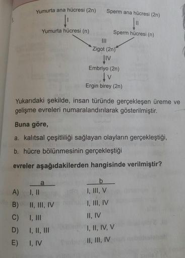 Yukarıdaki şekilde, insan türünde gerçekleşen üreme ve gelişme evreleri numaralandırılarak gösterilmiştir. Buna göre, a. kalıtsal çeşitliliği sağlayan olayların gerçekleştiği, b. hücre bölünmesinin gerçekleştiğim evreler aşağıdakilerden hangisinde verilmiştir? A) a: I, II b: I, III, V B) a: II, III, IV b: I, III, IV C) a:I, III b:II, IV D) a:I,II, III b: I, II, IV, V E) a:I, IV b: II, III, IV
