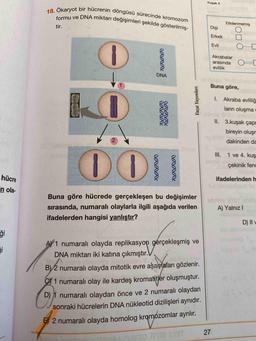 18. Ökaryot bir hücrenin döngüsü sürecinde kromozom
formu ve DNA miktarı değişimleri şekilde gösterilmiş-
Kuşak 4
Etkilenmemiş
tir.
Dişi
Erkek
OD O
Evli
Akrabalar
arasında 0
evlilik
DNA
1
Buna göre,
Yazıt Yayınları
VW
I. Akraba evliliğ
ların oluşma
II. 3.kuşak çapr
bireyin oluşr
dakinden da
let
DOIT
III. 1 ve 4. kuş
çekinik fend
WWW
hücre
ifadelerinden h
in ola
Buna göre hücrede gerçekleşen bu değişimler
sırasında, numaralı olaylarla ilgili aşağıda verilen
ifadelerden hangisi yanlıştır?
A) Yalnız!
D) II
ği
A) 1 numaralı olayda replikasyon gerçekleşmiş ve
DNA miktarı iki katına çıkmıştır.
B)2 numaralı olayda mitotik evre aşamaları gözlenir.
CJ 1 numaralı olay ile kardeş kromatitler oluşmuştur.
D) 1 numaralı olaydan önce ve 2 numaralı olaydan
sonraki hücrelerin DNA nükleotid dizilişleri aynıdır.
5) 2 numaralı olayda homolog kromozomlar ayrılır.
27