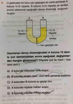 4.
U şeklindeki bir boru yarı geçirgen bir zarla ayrılarak A
koluna %10 nişasta, B koluna %10 nişasta ve amilaz
enzimi eklenerek aşağıdaki deney düzeneği oluşturul-
muştur.
A
B
o masos
ol
% 10–
Nişasta
- % 10
Nişasta
+
Amilaz
Yarı geçirgen zar
Hazırlanan deney düzeneğindeki A koluna 10 dam-
la iyot damlatıldıktan sonra aşağıdaki değişimler-
den hangisi gözlenmez? (Nişasta iyot ile mavi - mor
renk verir.)
nied inspo
A) A kolunda mavi-mor renk oluşur.
SB) B kolunda oluşan mavi - mor renk zamanla kaybolur.
C) A kolundan B koluna su geçişi olur.
D) A kolunda nişasta miktarı azalır.
E) B kolunda nişasta miktarvazalı
oud
bomo
