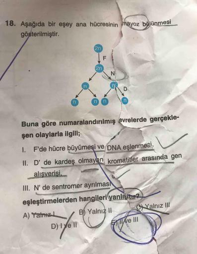 18. Aşağıda bir eşey ana hücresinin mayoz bölünmesi
gösterilmiştir.
2n
F
2n
N
n
D
n
n
n
n
Buna göre numaralandırılmış evrelerde gerçekle-
şen olaylarla ilgili;
1. F'de hücre büyümesi ve DNA eşlenmesi,
II. D’de kardeş olmayan kromatitler arasında gen
alisve