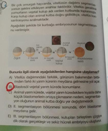 Bir çok omurgal hayvanda, vitellüsün dagilim segmentas
yonun şeklini etkileyen anahtar faktördür. Vitellos genellikle
yumurtanı vejetal kutup adı verilen kutbunda toplanmıştır.
Karşı kutup olan animal kutba doğru gidildikçe, vitellus kon-
santrasyonu azalm