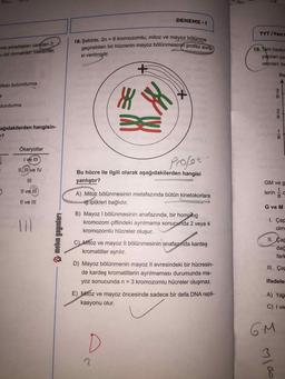 Şekilde, 2n = 6 kromozomlu, mitoz ve mayoz bölünme
geçirebilen bir hücrenin mayoz bölünmesinin profaz evresi verilmiştir.
Bu hücre ile ilgili olarak aşağıdakilerden hangisi yanlıştır?
A) Mitoz bölünmesinin metafazında bütün kinetokorlara
iğ iplikleri bağlıdır.
B) Mayoz I bölünmesinin anafazında, bir homolog
kromozom çiftindeki ayrılmama sonucunda 2 veya 4
kromozomlu hücreler oluşur.
C) Mitoz ve mayoz II bölünmesinin anafazında kardeş
kromatitler ayrılır.
D) Mayoz bölünmenin mayoz ll evresindeki bir hücresinde kardeş kromatitlerin ayrılmaması durumunda mayoz sonucunda n = 3 kromozomlu hücreler oluşmaz.
E) Mitoz ve mayoz öncesinde sadece bir defa DNA replikasyonu olur.