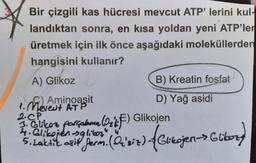 Bir çizgili kas hücresi mevcut ATP'lerini kul-
landıktan sonra, en kısa yoldan yeni ATP'ler
üretmek için ilk önce aşağıdaki moleküllerden
hangisini kullanır?
A) Glikoz
B) Kreatin fosfat
C) Aminoasit
1. Mevest ATP
2.CP
D) Yağ asidi
Glikoz parçalana (Oz:F) Glikojen
5.Laktik asit peran. (O'sir)-(Glikojen->Glibory
