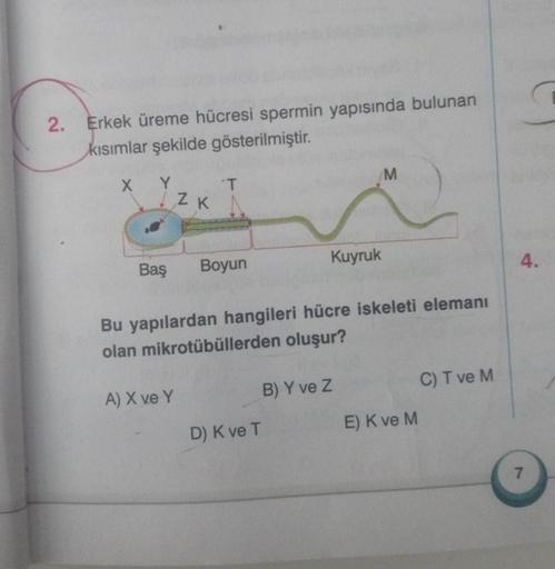 2.
Erkek üreme hücresi spermin yapısında bulunan
kısımlar şekilde gösterilmiştir.
M
X
Y
T
ZK
Kuyruk
Baş
Boyun
4.
Bu yapılardan hangileri hücre iskeleti elemanı
olan mikrotübüllerden oluşur?
B) Y ve z
C) T ve M
A) X ve Y
E) K ve M
D) K ve T
7