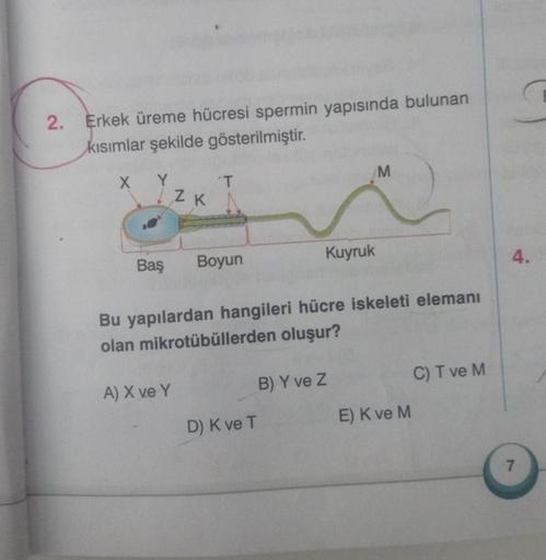 2.
Erkek üreme hücresi spermin yapısında bulunan
kısımlar şekilde gösterilmiştir.
M
X
Y
T
ZK
Kuyruk
Baş
Boyun
4.
Bu yapılardan hangileri hücre iskeleti elemanı
olan mikrotübüllerden oluşur?
B) Y ve z
C) T ve M
A) X ve Y
E) K ve M
D) K ve T
7
