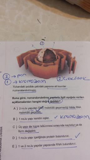 1
3
2 nekirdeik
3 pon
a kromozom
Yukarıdaki şekilde çekirdek yapısına ait kısımlar
numaralandırılmıştır.
Buna göre, numaralandırılmış yapılarla ilgili aşağıda verilen
açıklamalardan hangisi doğru değildir?
A) 3 no.lu yapıdan DNA molekülü geçemediği hâlde R