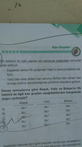 Kan Grupları
Rh faktörü ile ilgili yapılan bir deneyde aşağıdaki sonuçlar
elde ediliyor.
Başaktan alınan Rh antijenleri Yeliz'in kanina enjekte edi-
liyor.
- Yeliz'den elde edilen kan serumu Birkan'dan alınan kan
örneği üzerine damlatıldığında çökelme meyd