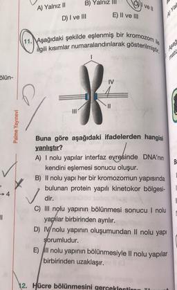 11. Aşağıdaki şekilde eşlenmiş bir kromozom le
ilgili kısımlar numaralandırılarak gösterilmiştir.
B) Yalnız III
Nivell
A) Yalnız 11
IELA
E) II ve III
D) I ve III
Aşağ
matia
ölün-
IV
ce
II
III
Palme Yayınevi
Buna göre aşağıdaki ifadelerden hangisi
yanlıştır?
A) I nolu yapılar interfaz evresinde DNA'nın
kendini eşlemesi sonucu oluşur.
B) Il nolu yapı her bir kromozomun yapısında
bulunan protein yapılı kinetokor bölgesi-
dir.
→ 4
✓
-
C) III nolu yapının bölünmesi sonucu 1 nolu
yapılar birbirinden ayrılır.
D) IV/nolu yapının oluşumundan Il nolu yapı
sorumludur.
E) All nolu yapının bölünmesiyle Il nolu yapılar
birbirinden uzaklaşır.
12. Hücre bölünmesini gerceklestir
