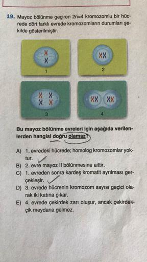 Mayoz bölünme geçiren 2n=4 kromozomlu bir hücrede dört farklı evrede kromozomların durumları şekilde gösterilmiştir.
Bu mayoz bölünme evreleri için aşağıda verilenlerden hangileri doğru olamaz?
A) 1. evredeki hücrede; homolog kromozomlar yoktur.
B) 2