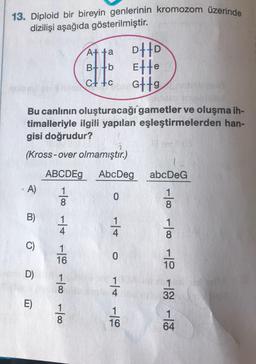 13. Diploid bir bireyin genlerinin kromozom üzerinde
dizilişi aşağıda gösterilmiştir.
A+ +a
B++b
8113
DID
Ette
G79
C++c
Bu canlının oluşturacağı gametler ve oluşma ih-
timalleriyle ilgili yapılan eşleştirmelerden han-
gisi doğrudur?
(Kross-over olmamıştır.)
ABCDEG
AbcDeg
abcDeG
A)
O
B)
1
1
4
C)
-100 - + -10 100 100
100 100 19
0
D)
1
4
1
32
E)
1
16
1
64