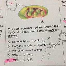 12.
Yuk
eşle
CO2
B
B
man
A
02
O.B
B
T.B
Yukarıda şematize edilen organelde
aşağıdaki olaylardan hangisi gerçek-
leşmez?
an
C
→
A) Işık enerjisi → ATP
B) İnorganik madde ——
Organik
madde
C) Monomer → Polimer
D) DNA -→ DNA
2
E) RNA → RNA
