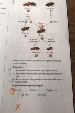 26.
me
görev
Kraliçe Ari
Erkek An
2n
cre or-
1
Mayoz
Mitoz
Yumurta
1
Sperm
Dölleme
Erkek ari
Dişi ari
2n
1
Ari sütü ile
beslenirse
Polenle
beslenirse
1
1
1
Kraliçe ari
işçi arılar
2n
2n
2
1
X
X
Bir bal arısı kovanında gözlenen üreme şekli yukarıda şe-
matize edilmiştir.
Buna göre,
1. Kovandaki tüm erkek arıların genotipleri aynıdır.
II. Kovandaki kraliçe arıların genotipi işçi arılardan fark-
lıdır.
III, Bir erkek arının oluşturduğu bütün spermlerin geno-
tipleri aynıdır.
ifadelerinden hangileri yanlıştır?
A) Yalnız ! B) Yalnız 11 C) Yalnız III
D)) ve II
E) II ve III
X